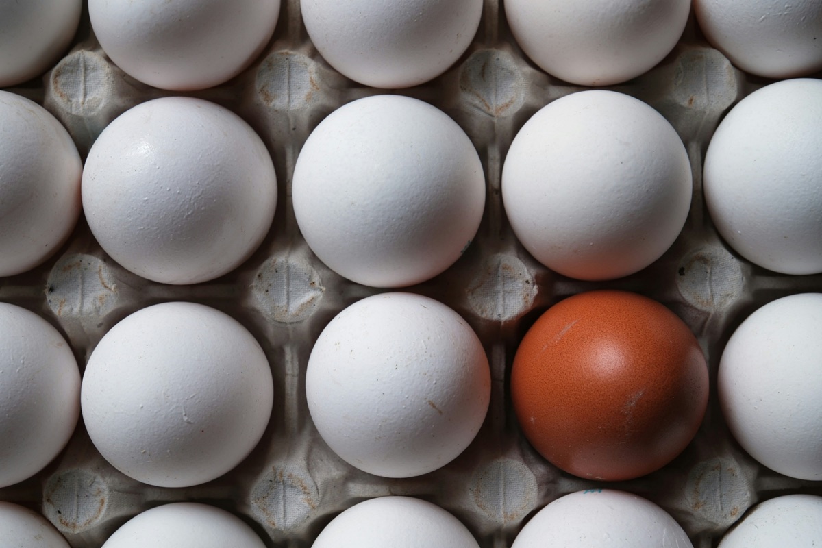 Ett brunt egg skiller seg ut i en kartong med hvite egg.